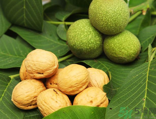 新鮮核桃能冷凍嗎？新鮮核桃能放冰箱嗎？