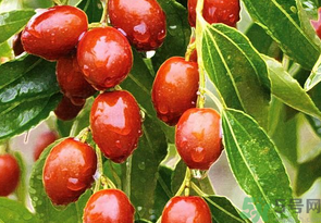 鮮棗怎么保存？鮮棗怎么保存時間長？