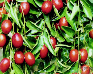 鮮棗怎么保存？鮮棗怎么保存時間長？