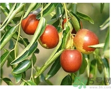 冬棗可以補(bǔ)血嗎？冬棗怎么吃補(bǔ)血效果好？