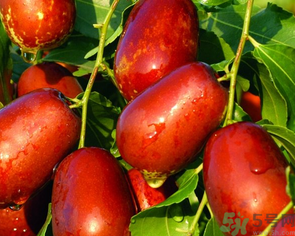 鮮棗吃多了會(huì)拉肚子嗎？吃鮮棗拉肚子怎么回事？