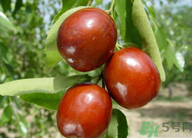 鮮棗吃多了會(huì)拉肚子嗎？吃鮮棗拉肚子怎么回事？