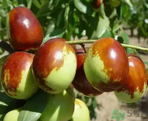 鮮棗吃多了會(huì)拉肚子嗎？吃鮮棗拉肚子怎么回事？