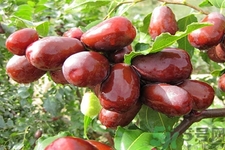 正宗和田玉棗如何鑒別？和田玉棗的鑒別方法是什么？