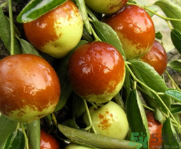 鮮棗的熱量是多少？鮮棗每天吃多少？