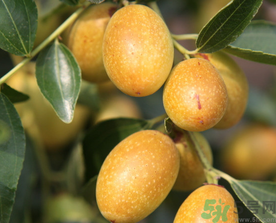 鮮棗的熱量是多少？鮮棗每天吃多少？