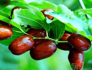 鮮棗孕婦能吃嗎？孕婦可以吃鮮棗嗎？