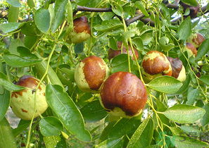 鮮棗孕婦能吃嗎？孕婦可以吃鮮棗嗎？