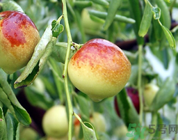 鮮棗孕婦能吃嗎？孕婦可以吃鮮棗嗎？