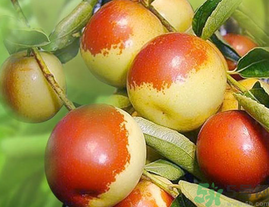 孕婦吃鮮棗對(duì)胎兒好嗎？孕婦吃鮮棗好嗎？