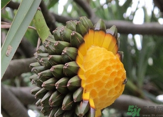 山菠蘿怎么吃？山菠蘿的功效與作用