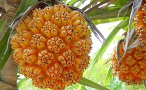 山菠蘿怎么吃？山菠蘿的功效與作用