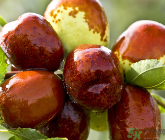 吃鮮棗的好處和壞處？吃鮮棗有什么好處？