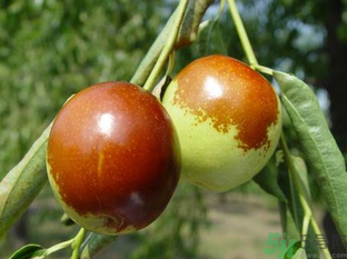 吃新鮮棗子能減肥嗎？吃鮮棗能減肥？