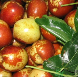 吃新鮮棗子能減肥嗎？吃鮮棗能減肥？