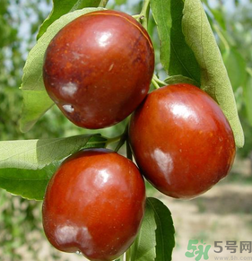 新鮮紅棗怎么保存？鮮棗的保存方法