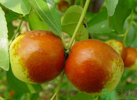 新鮮紅棗怎么保存？鮮棗的保存方法