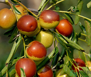 鮮棗怎么保存？鮮棗怎么保存時間長？