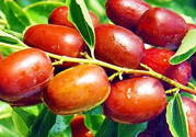 鮮棗孕婦能吃嗎？孕婦可以吃鮮棗嗎？