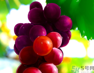 新鮮葡萄籽可以吃嗎？葡萄籽有什么作用？
