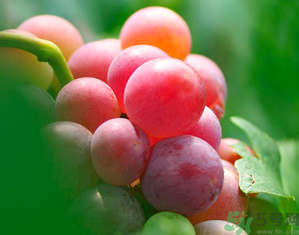 新鮮葡萄籽可以吃嗎？葡萄籽有什么作用？