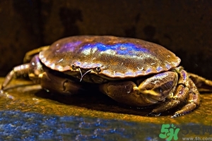 面包蟹怎么做好吃？面包蟹的做法