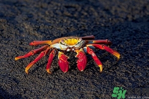 面包蟹怎么做好吃？面包蟹的做法