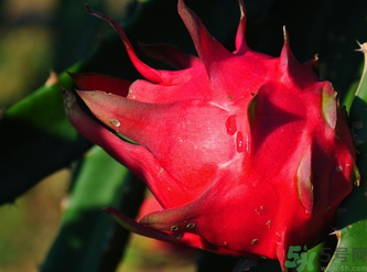 紅心火龍果的營養(yǎng)價值 紅心火龍果的功效與作用 紅心火龍果的營養(yǎng)價值 紅心火龍果的功效與作用