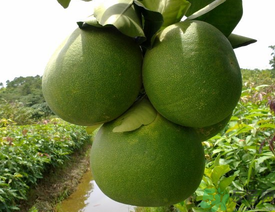 柚子一天最多吃多少？柚子一次吃多少合適？