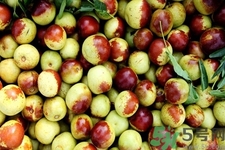 老人吃冬棗好嗎？老人吃冬棗的好處有哪些？