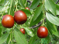 鮮棗是發(fā)物嗎？哪些水果是發(fā)物？