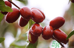 鮮棗是發(fā)物嗎？哪些水果是發(fā)物？