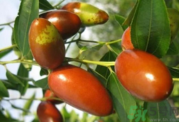 鮮棗是發(fā)物嗎？哪些水果是發(fā)物？