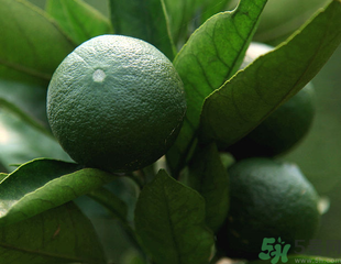 青桔子上火嗎？吃青桔子會(huì)上火嗎？