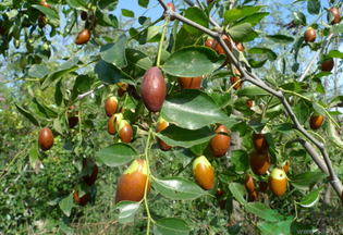 鮮棗怎么煮？鮮棗怎么煮好吃？