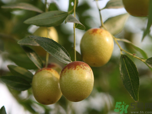 鮮棗蒸著吃好嗎？吃蒸的鮮棗好處和壞處