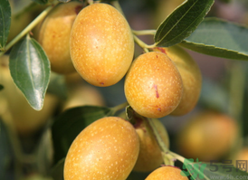 鮮棗蒸著吃好嗎？吃蒸的鮮棗好處和壞處