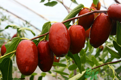 鮮棗蒸著吃好嗎？吃蒸的鮮棗好處和壞處