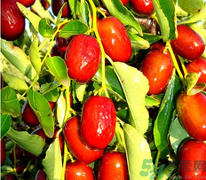 鮮棗可以煮粥嗎？鮮棗煮多長時(shí)間？