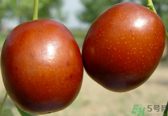 新鮮紅棗補(bǔ)血嗎？吃新鮮紅棗補(bǔ)血嗎？