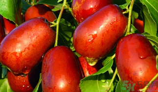 ?新鮮大棗補血嗎？吃大棗補血嗎？