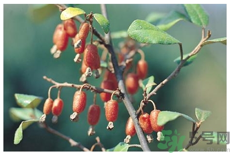 羊奶子怎么吃？羊奶子的功效作用