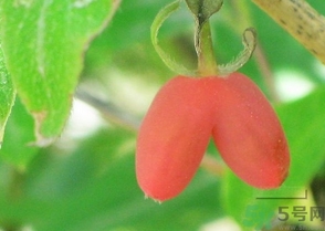 羊奶子怎么吃？羊奶子的功效作用