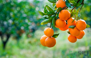 桔子吃多了會(huì)上火嗎？桔子吃多了會(huì)怎么樣？