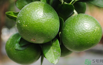 哺乳期可以吃青桔子嗎？哺乳期能吃桔子嗎？