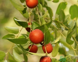 酸棗什么時候成熟？酸棗什么時候上市？