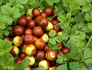 酸棗什么時候成熟？酸棗什么時候上市？