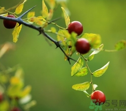 酸棗什么時候成熟？酸棗什么時候上市？