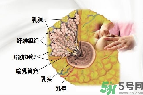 乳汁是怎樣形成的？怎樣才能讓乳汁更多？