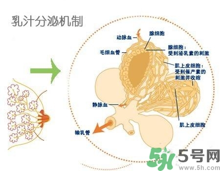 乳汁是怎樣形成的？怎樣才能讓乳汁更多？